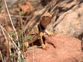 Zion - Collared Lizard